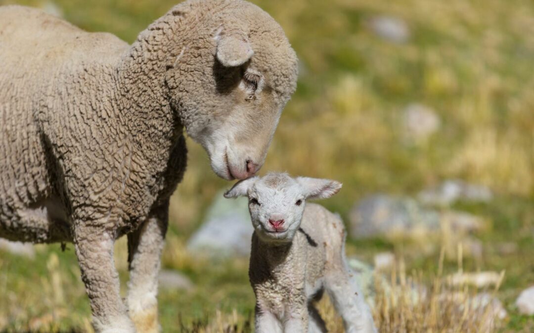 “Why doesn’t Church Discipline Ever Seem to Work?” | Jon English Lee