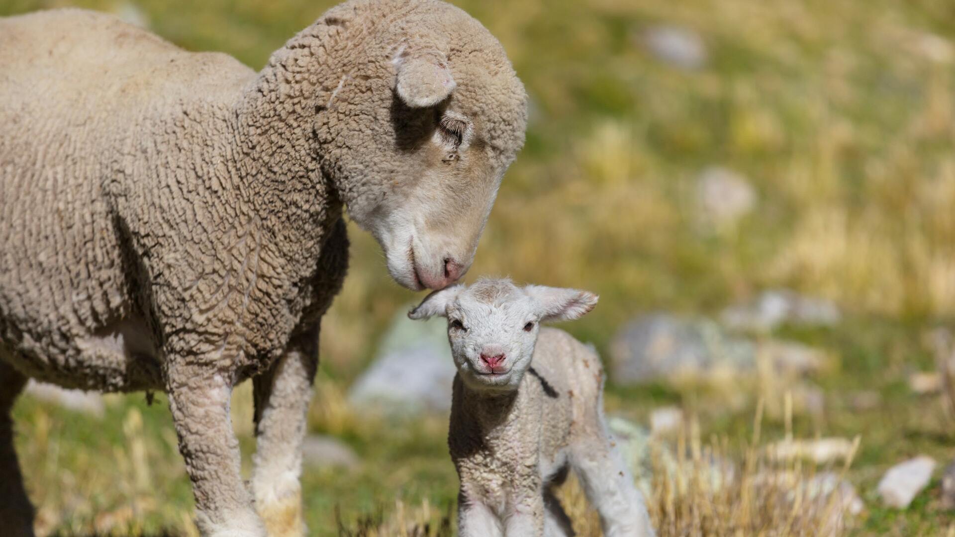 Why Doesn’t Church Disicpline Seem To Work