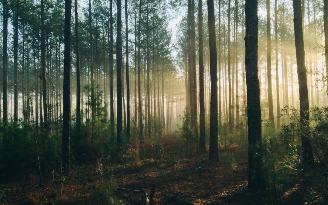 Questions Flowing from Divine Providence – 1689 5:5-7 | Sam Waldron