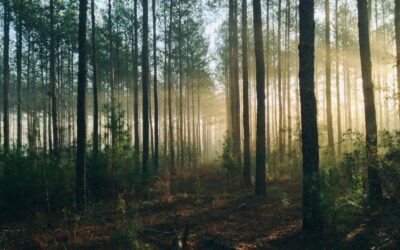 Questions Flowing from Divine Providence – 1689 5:5-7 | Sam Waldron