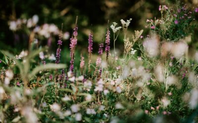 The Origin of Sin -1689 6:1 | Sam Waldron