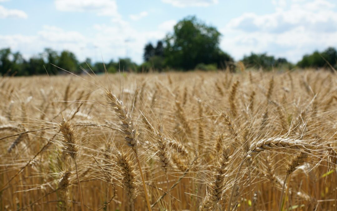 Jesus and the Sabbath | Jon English Lee