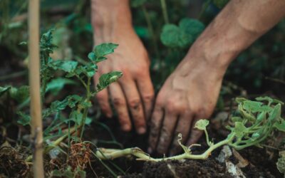 Is the covenant of works biblical? | Tom Hicks