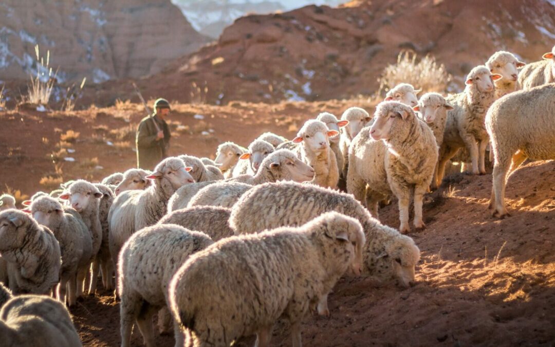 The Pastor’s Heart | Jim Savastio