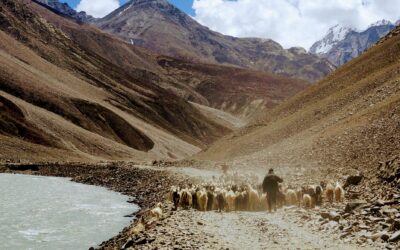 True shepherds feed their flocks | Jim Savastio