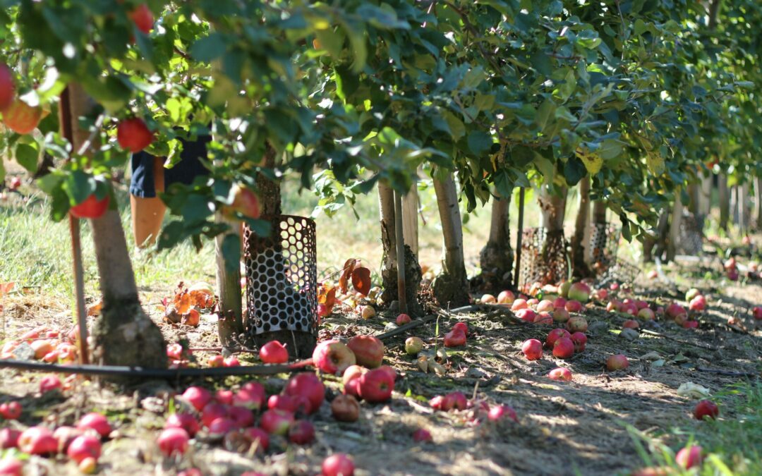 Paul and James Harmonized | Austin McCormick