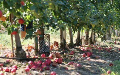 Paul and James Harmonized | Austin McCormick