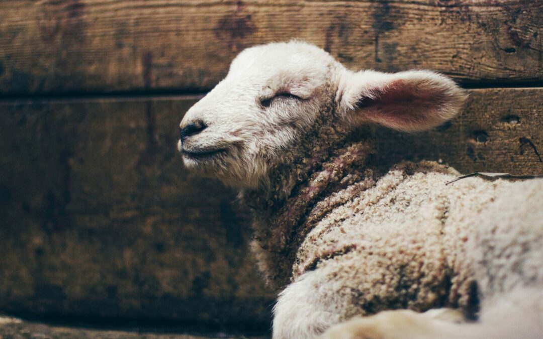 1689 8:5 The Nature of the Atonement | Sam Waldron