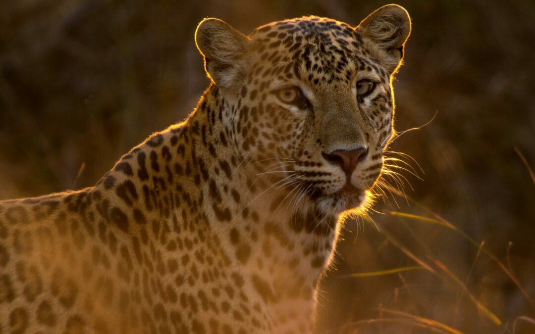 1689 9:3 Free Will Defined and Defended | Sam Waldron