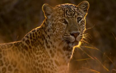 1689 9:3 Free Will Defined and Defended | Sam Waldron